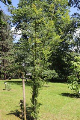Pterocarya stenoptera 'Fern Leaf' - lapina úzkokřídlá - celek